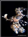 I was very lucky when I saw this harlequin shrimp climbing down the edge of a sponge to get to the arm of a starfish that was lying at the bottom of it. No, I didn't put it there, but someone else may have done so before me and I just got lucky :) 